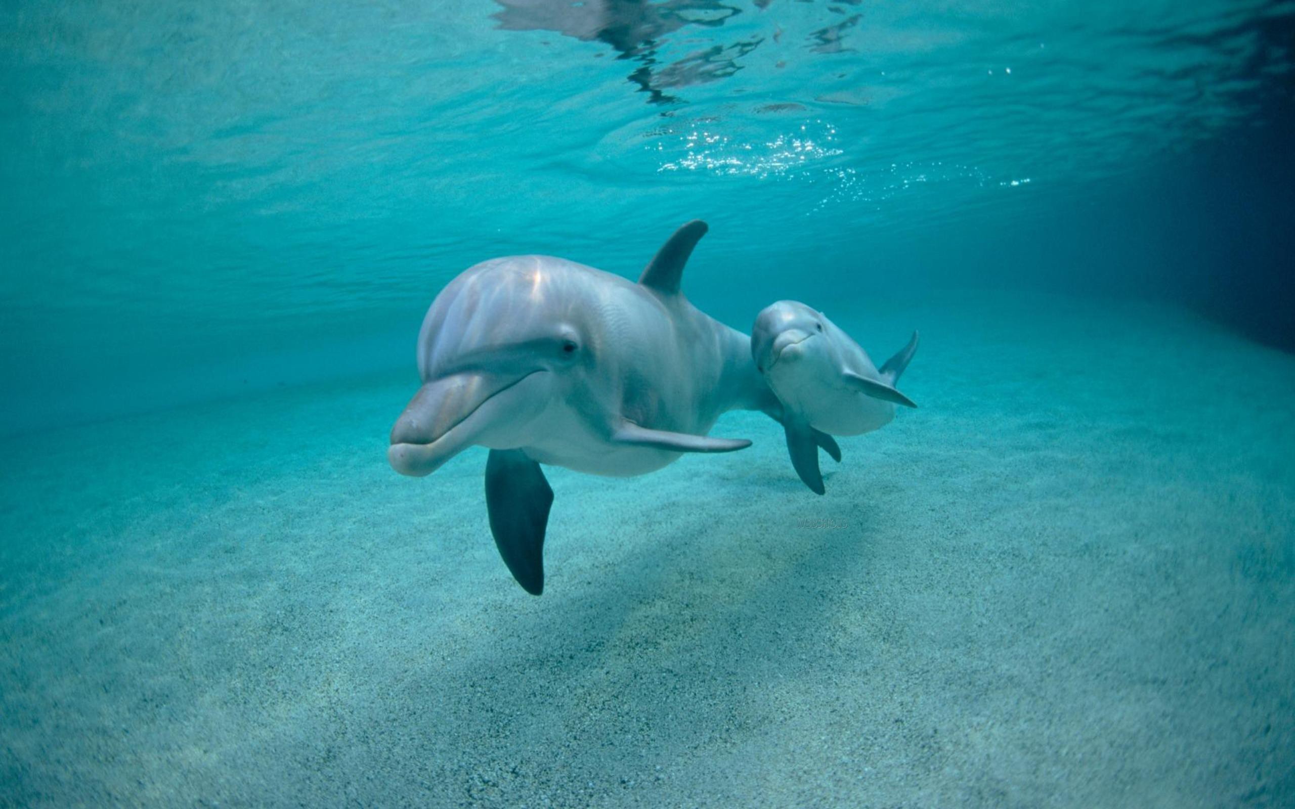 Дельфин ч буду жить. Черноморская Афалина. Дельфин Афалина Черноморская. Дельфинята Черноморской афалины. Дельфин Афалина и рыбы.