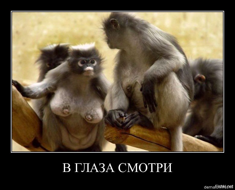 Для дедушки, прикольные картинки обезьян с надписями