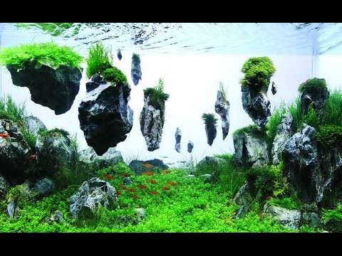 Ландшафтный дизайн аквариума. Как выращивать подводные шедевры? 