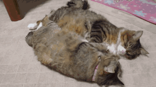 Синхронные коты Синхронные коты