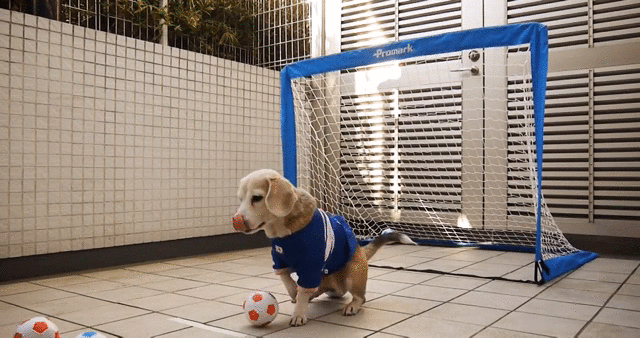 Очень ловкий Очень ловкий