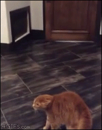 Кот в ужасе Кот в ужасе