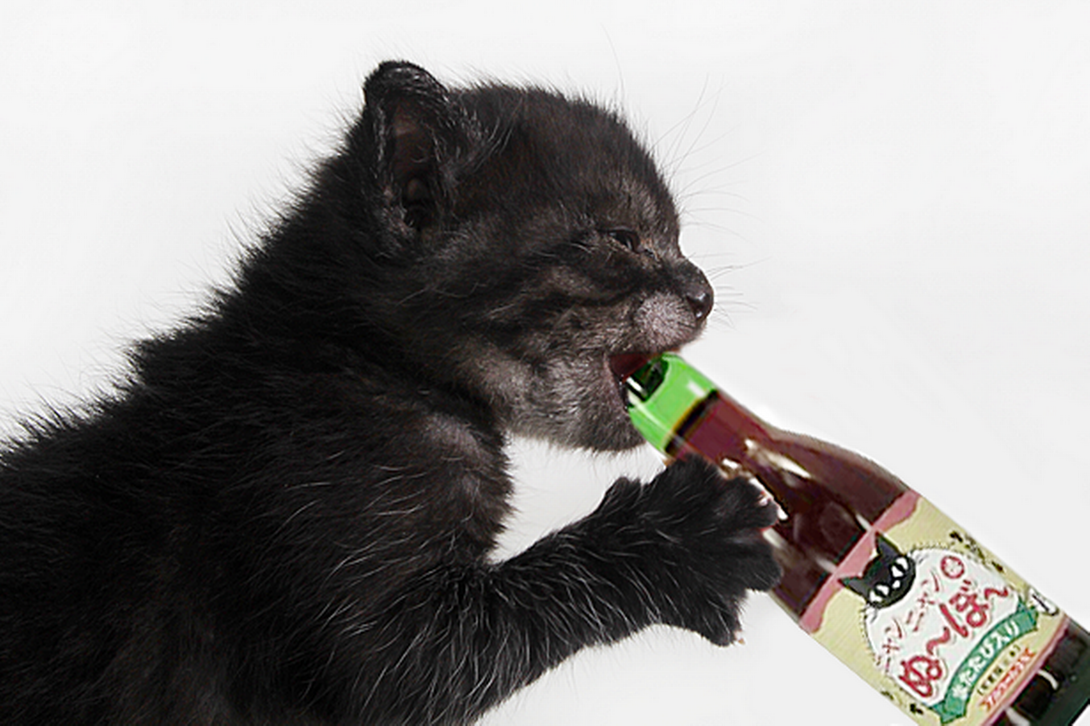 Сколько коты пьют в день. Nyan Nyan nouveau. Японское вино для кошек. Кошачье вино. Кот с бутылкой.