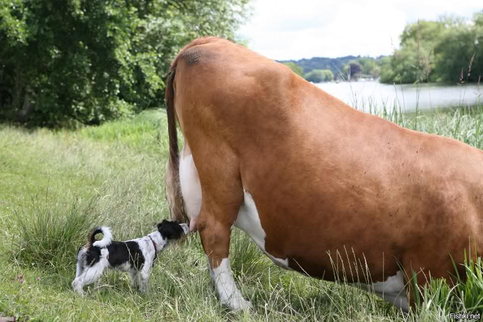 Корова в юбке