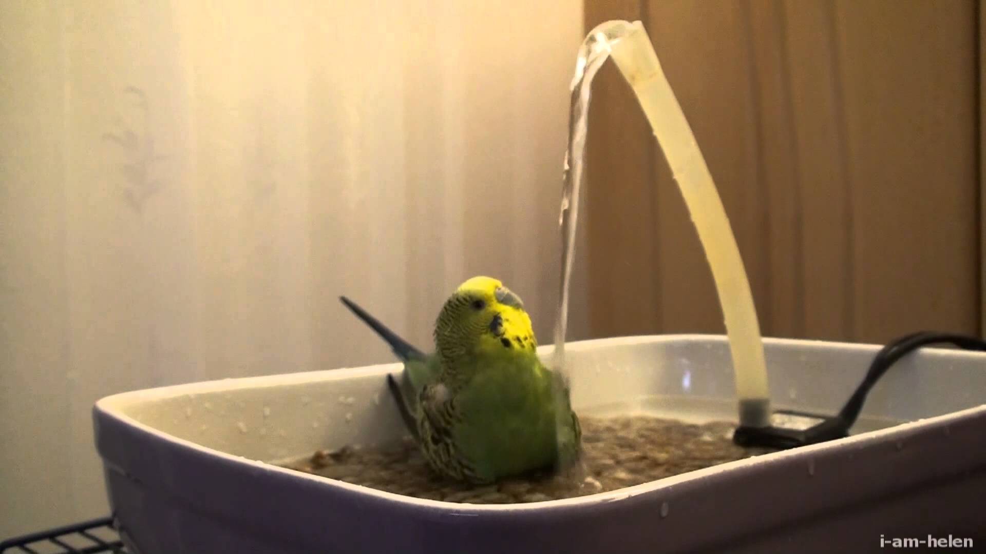 Ванна для попугаев волнистых