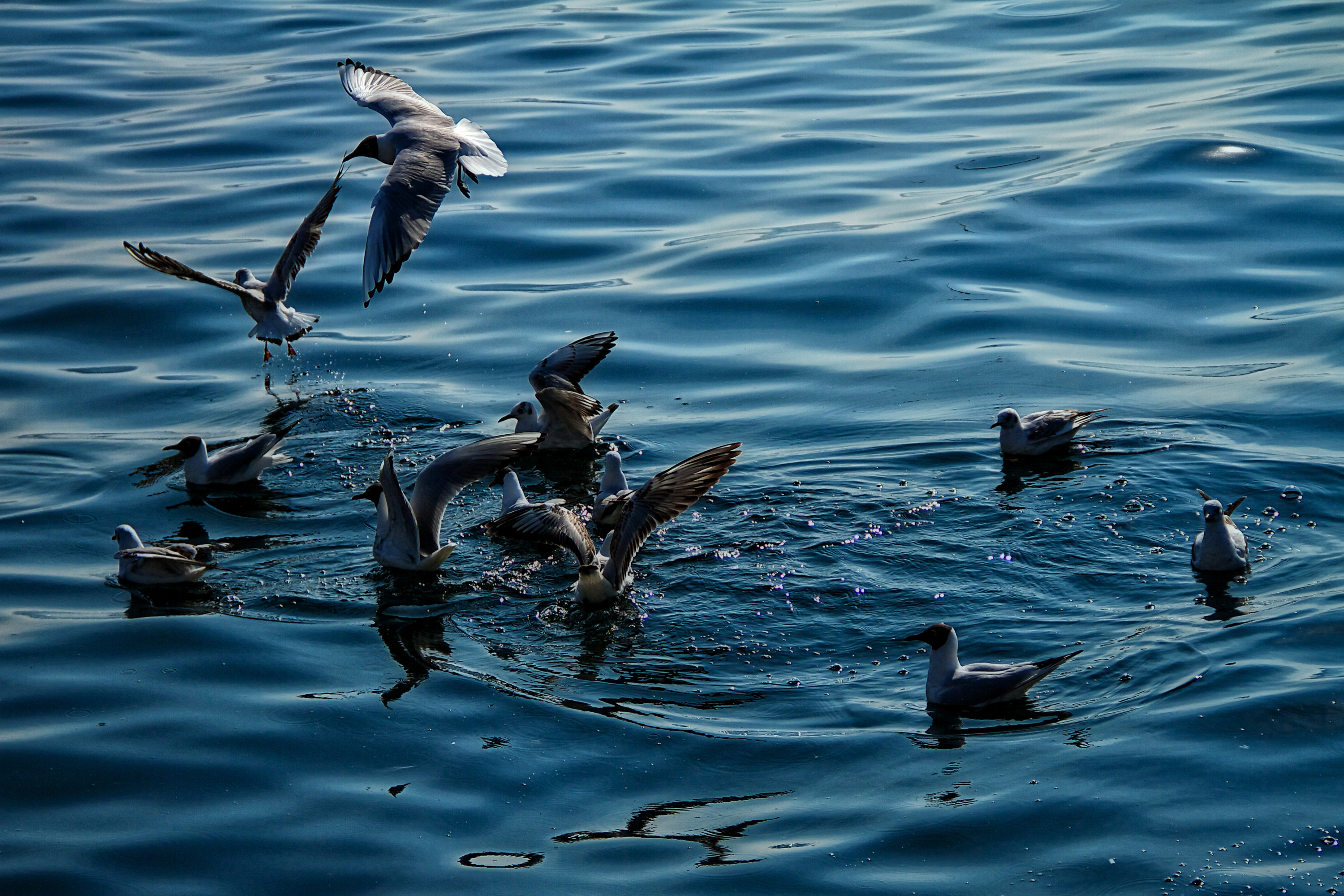 Вредные птицы в природе. Озерная Чайка Черноголовка. Вредные птицы. СЭС птицы вред.