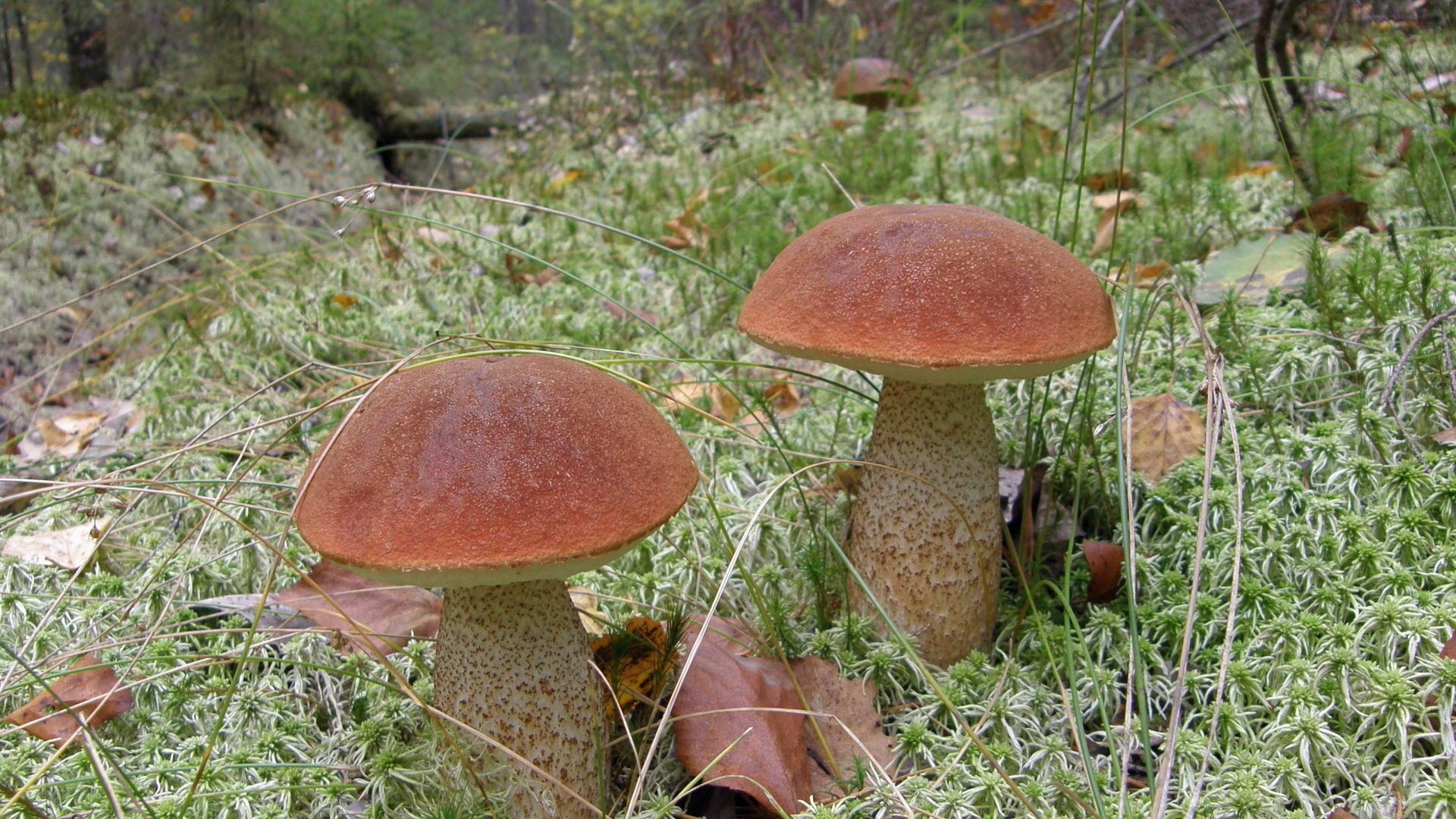 природа гриб загрузить