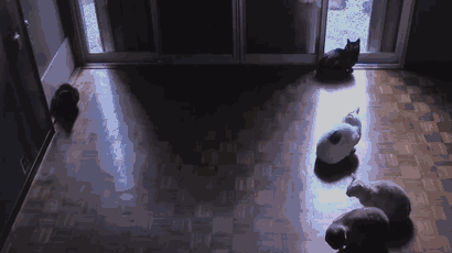 Броуновское движение котов. Организуется по принципу распространения света и тепла.