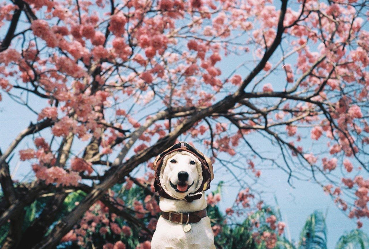 Милый собакен в Сакуре