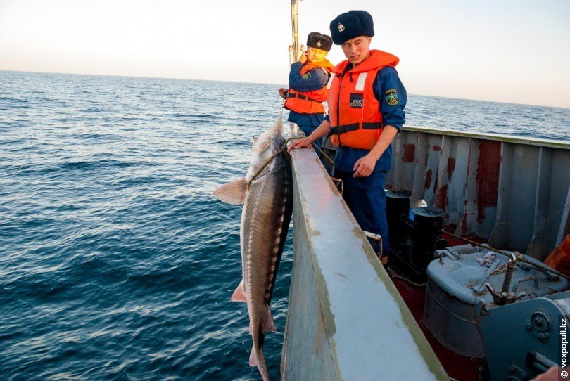 Каспийское море промысел