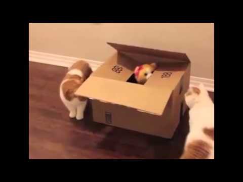 Веселые игры с кошками 