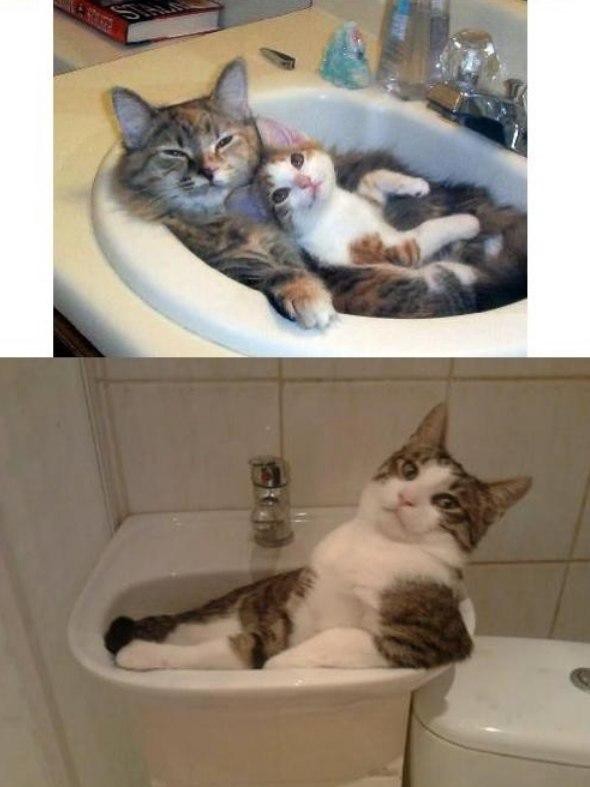 Видео коты в ванне. Котик в ванной. Кот в ванне. Катик в ванной. Котенок в ванной.