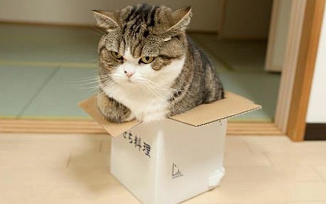 Ученые ответили на вопрос, почему кошки любят сидеть в коробках