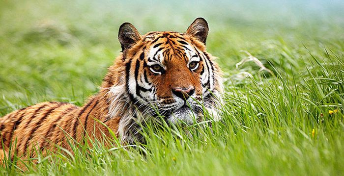 10. Какие из видов тигра водятся на территории России?
