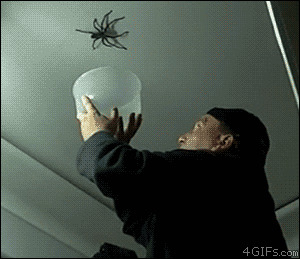 Правила войны с пауками