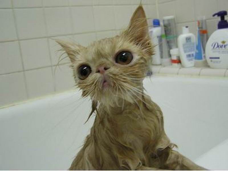 Кот после купания. Помытый кот. Кошка помытая смешная. Помытый кот смешной. Вымытый котенок.