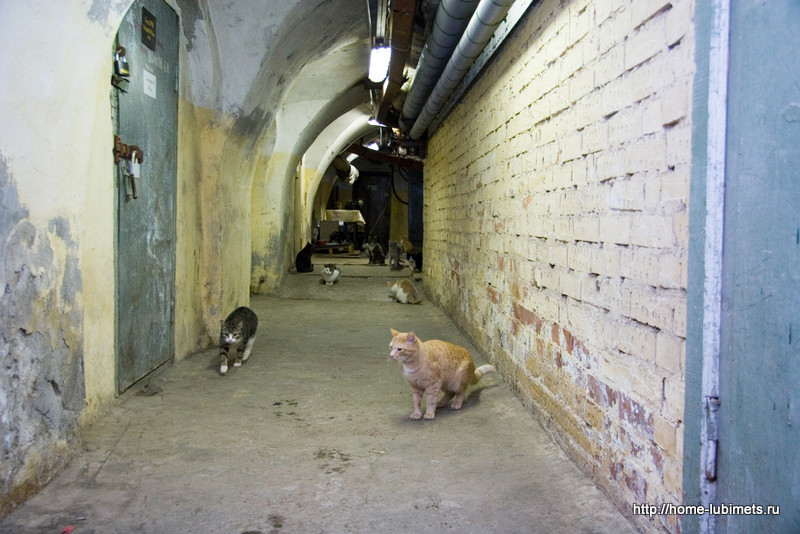 История котов, живущих в Эрмитаже