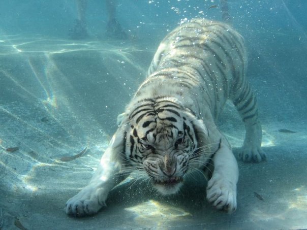 Фото Животных Под Водой
