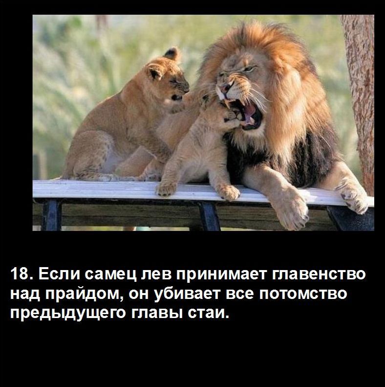Какой мужчина нравится львам. Лев самец. Вес взрослого Льва самца.