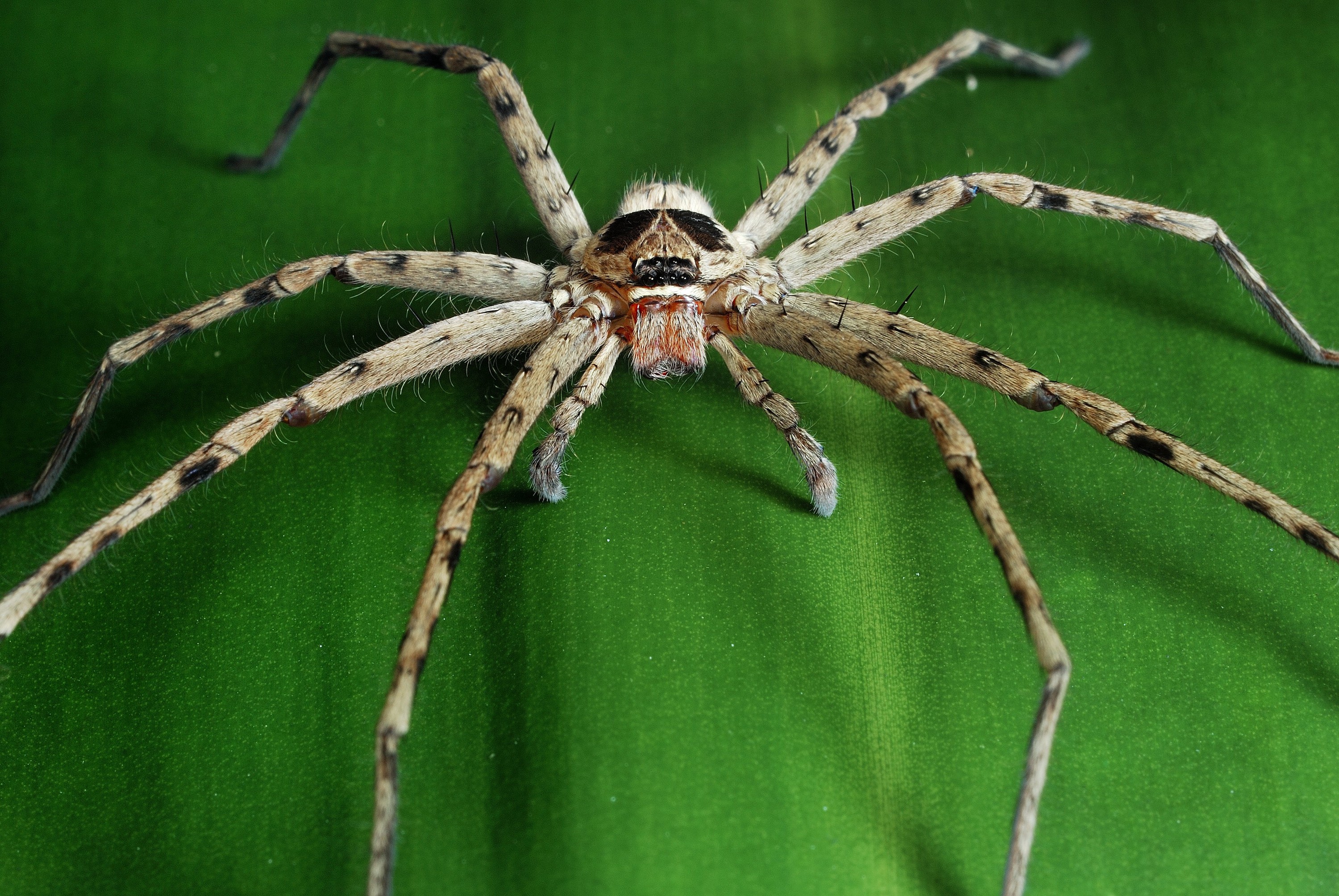 Про паукообразное. Насекомые пауки и паукообразные. Африканский паук. Паук настоящий. Пауки в Африке.