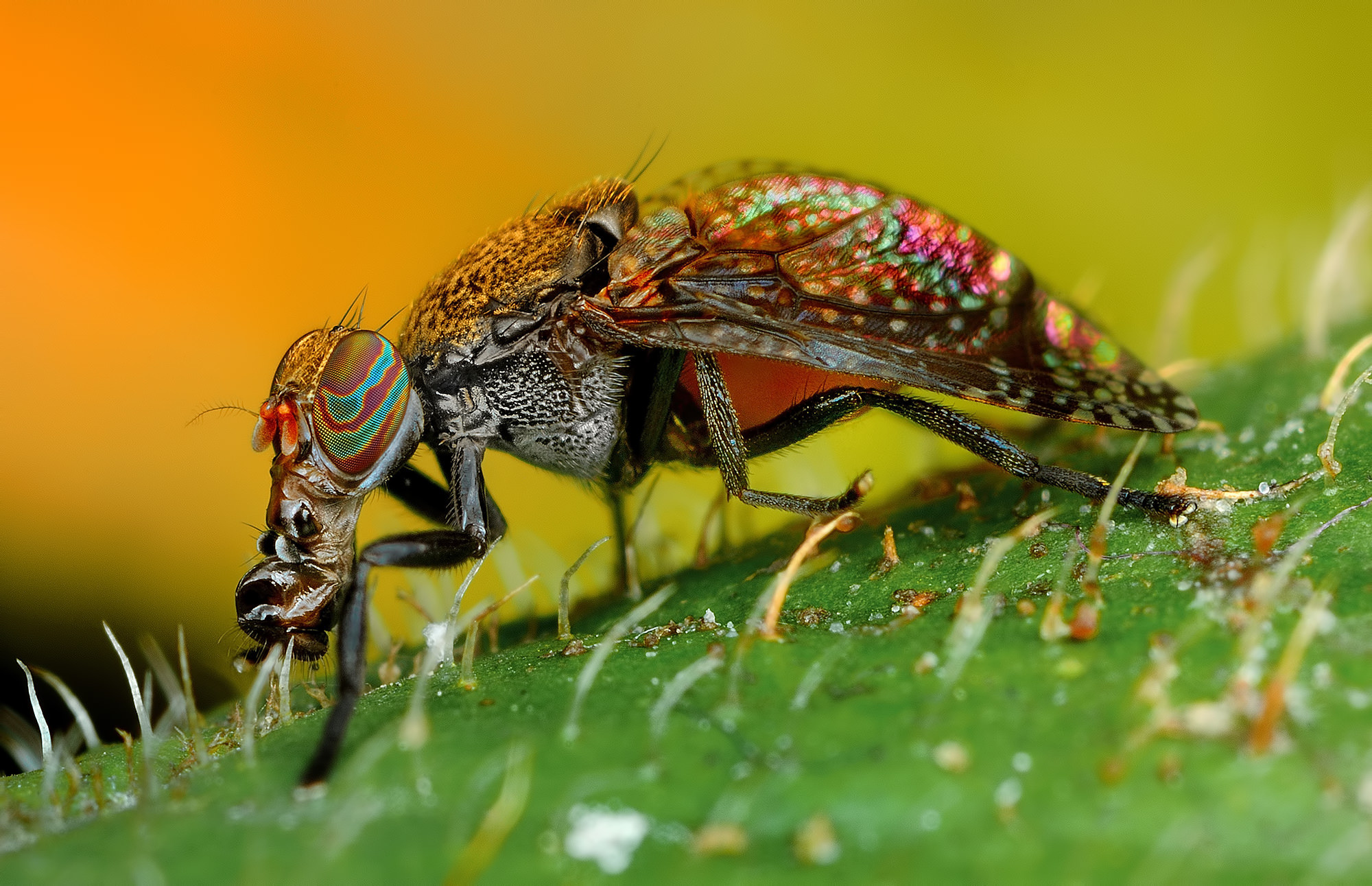 Фото насекомых. Насекомые. Макросъемка насекомых. Насекомые макро. Макрофотографии насекомых.