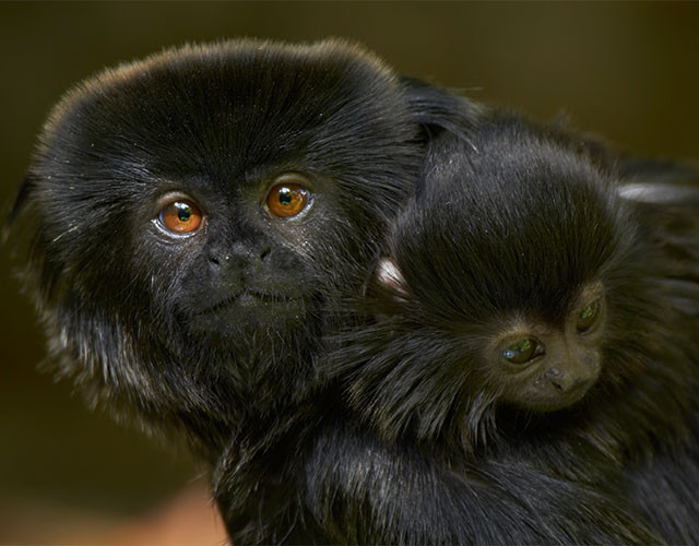 Мармозетка Гёльди – одна из самых маленьких обезьянок