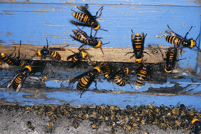 Интересные факты о пчелах-убийцах