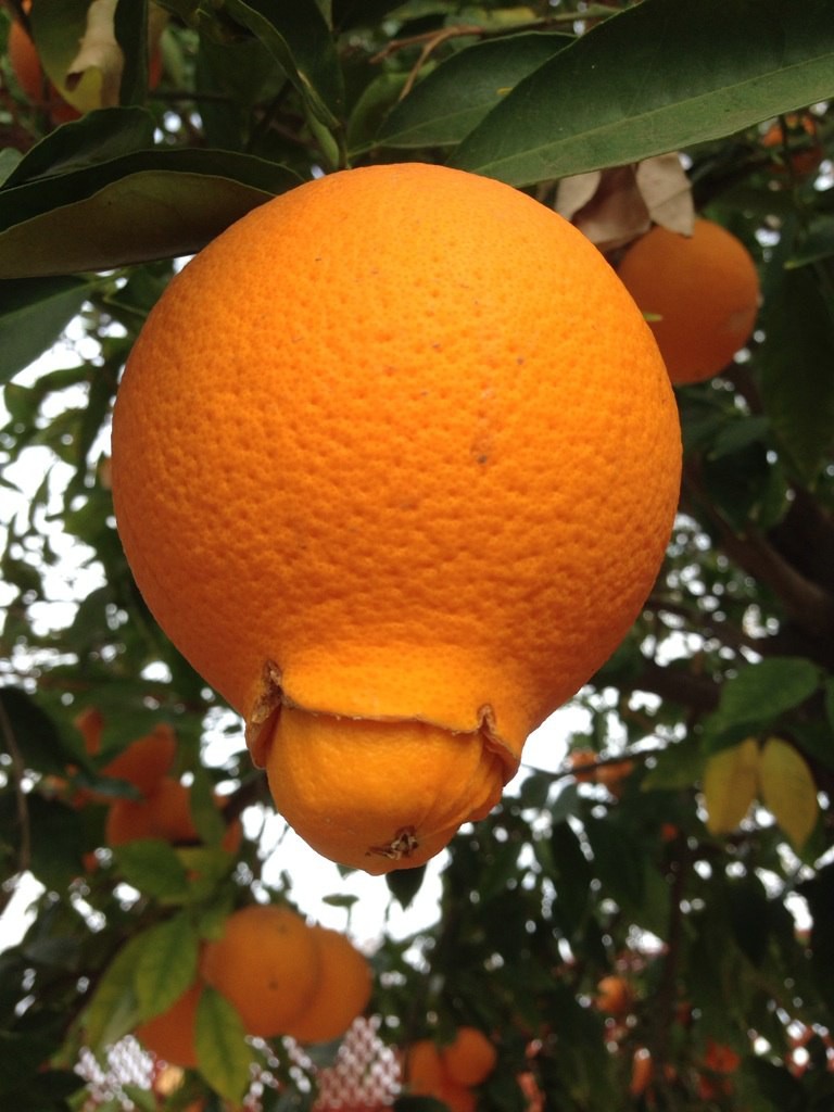 Мандарин род. Мандарин. Большой мандарин. Самый большой мандарин. Большой апельсин.