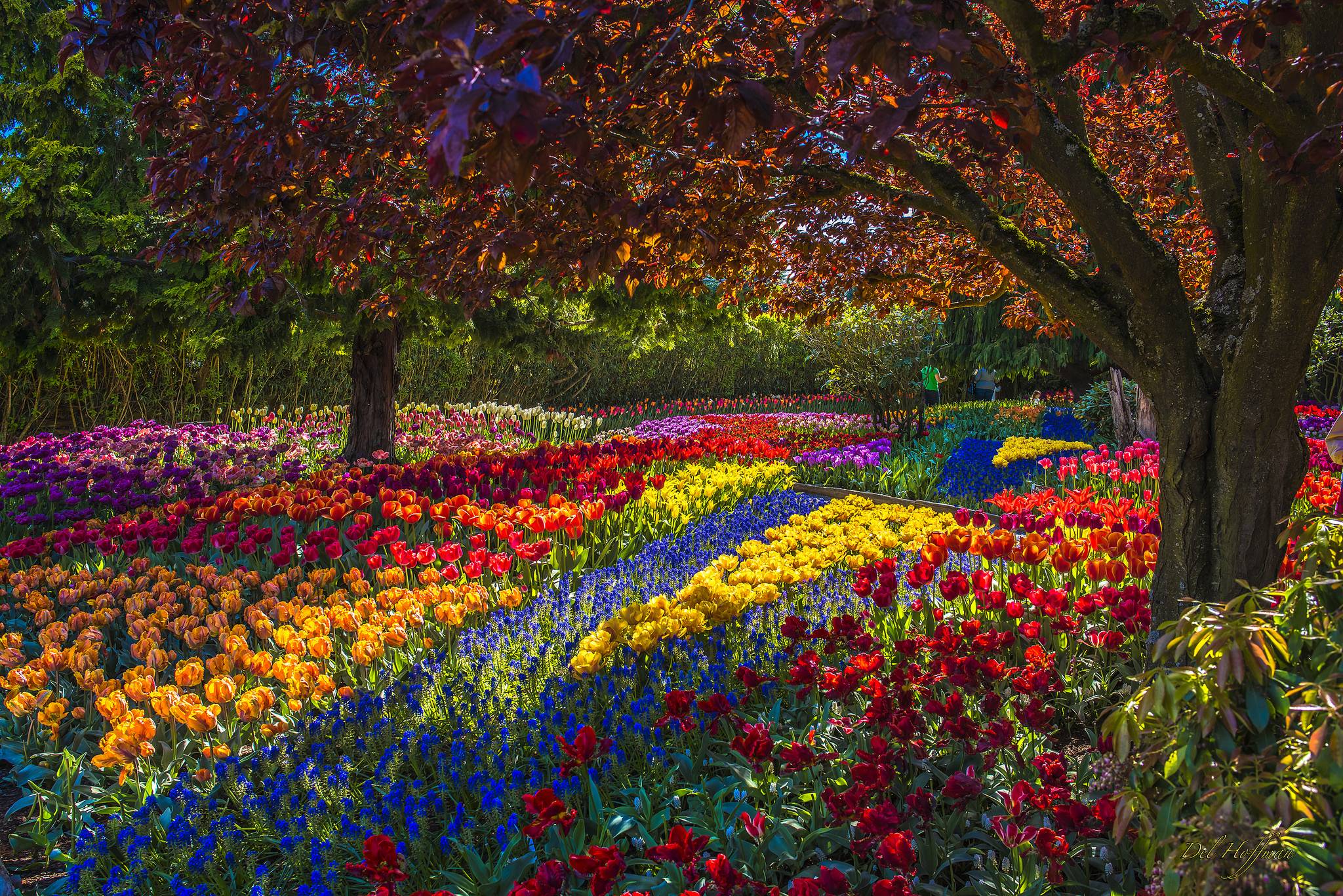 Цветной парк. Парк Асикага тюльпаны. Флауэрс Гарден парк. Яркая природа. Красивые яркие цветы.