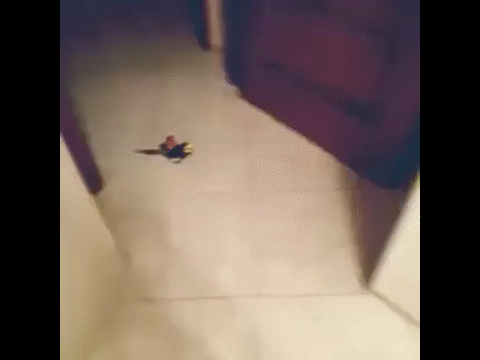 "Прокачу с ветерком"