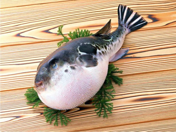 Как приготовить фугу рыбу: рецепты и секреты