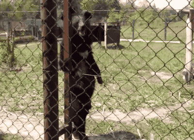 Медведь или человек