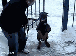 На задних лапах