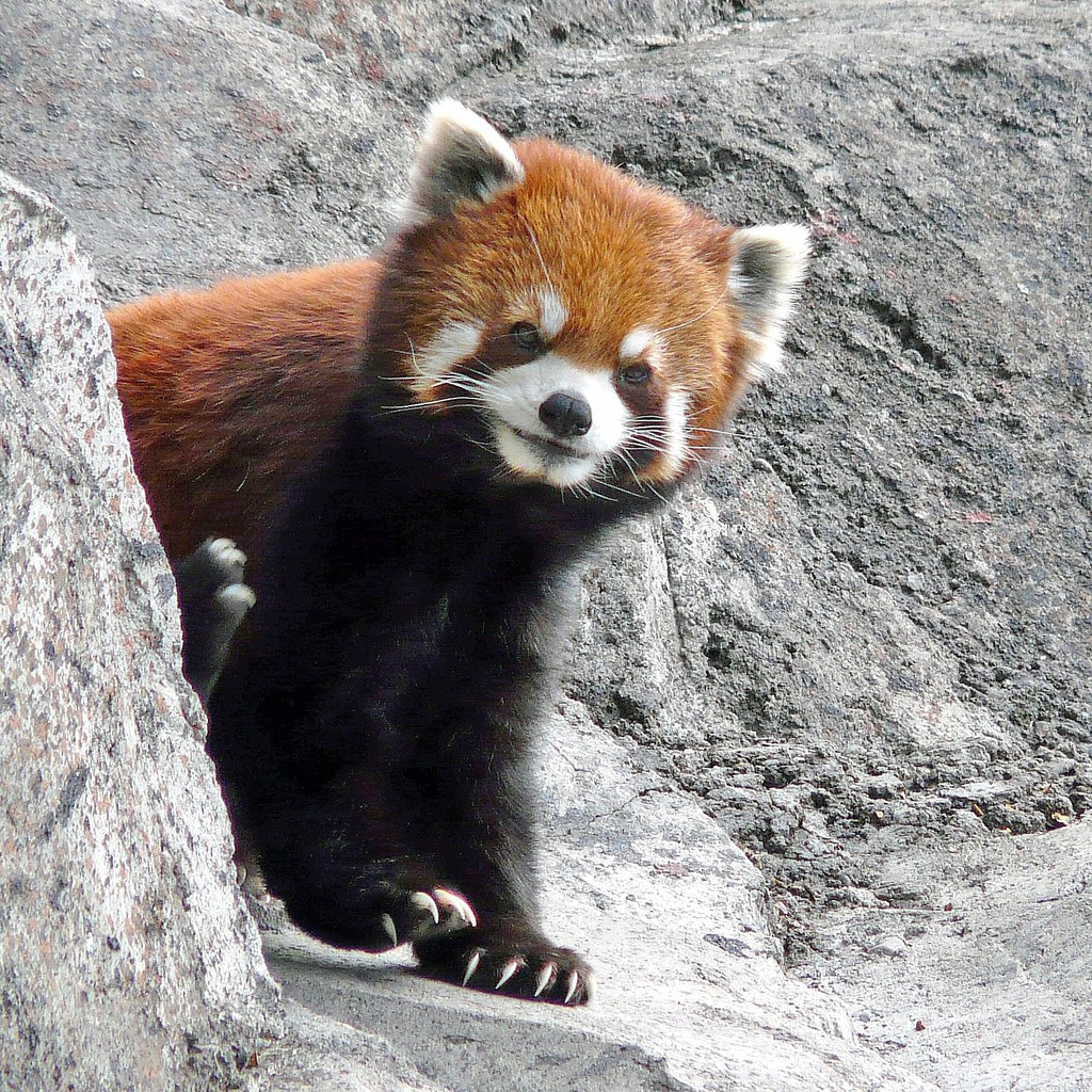 Красная Панда в Московском зоопарке