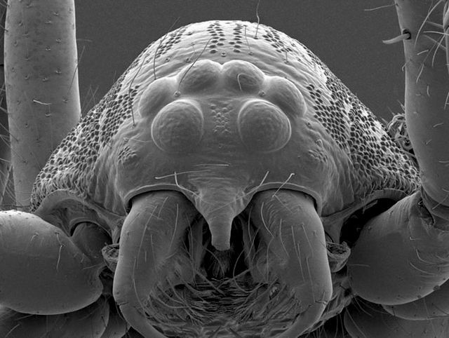 Блоха фото крупным планом под микроскопом