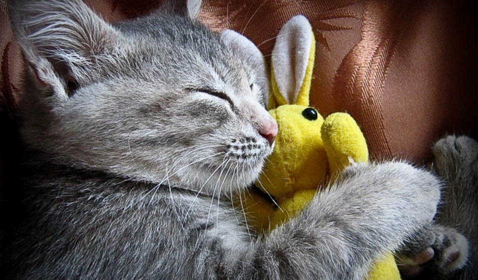Любимая игрушка кошки. Спокойной ночи кот. Спокойной ночи котики. Котенок. Спокойной ночи!.