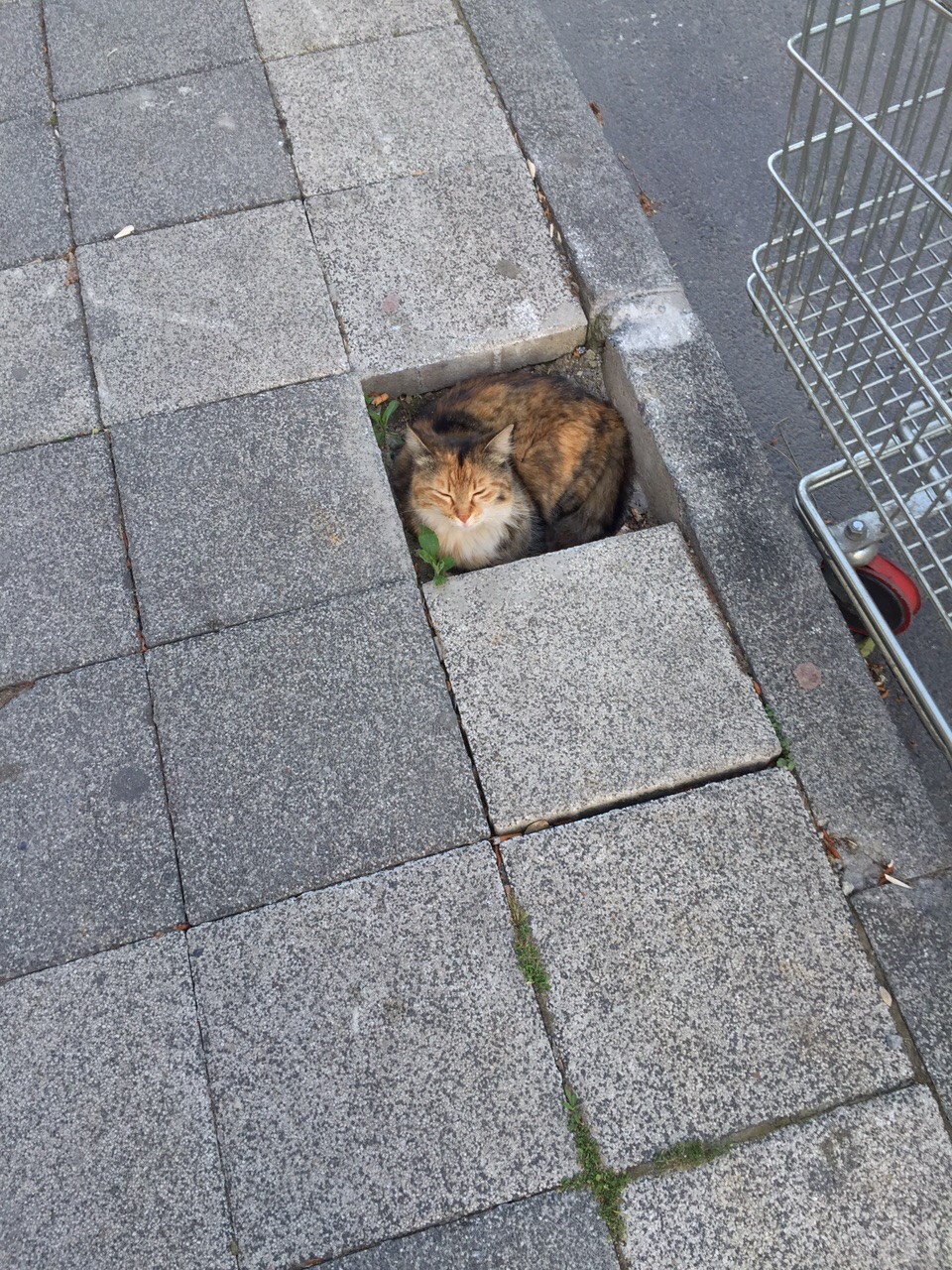 Котенок на тротуарной плитке загрузить