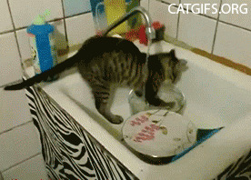 19. Коты крайне чистоплотны, а, значит, им можно доверить мытье посуды 