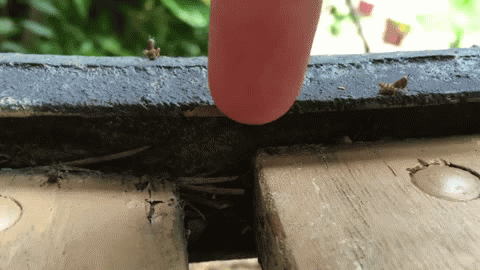 Жизнь насекомых