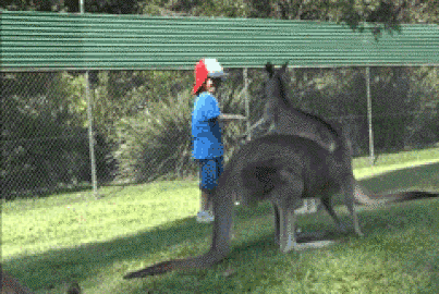 Kick kangaroo ass