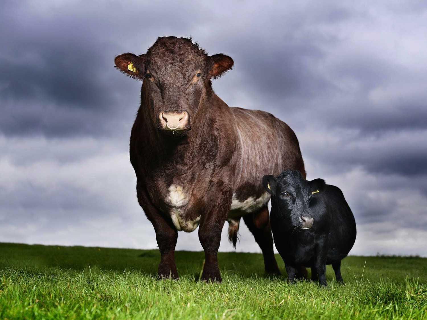 Черная корова весь мир поборола. Бык Донетто. Маунт Катадин корова. Самый большой бык в мире Донетто. Огромная корова.