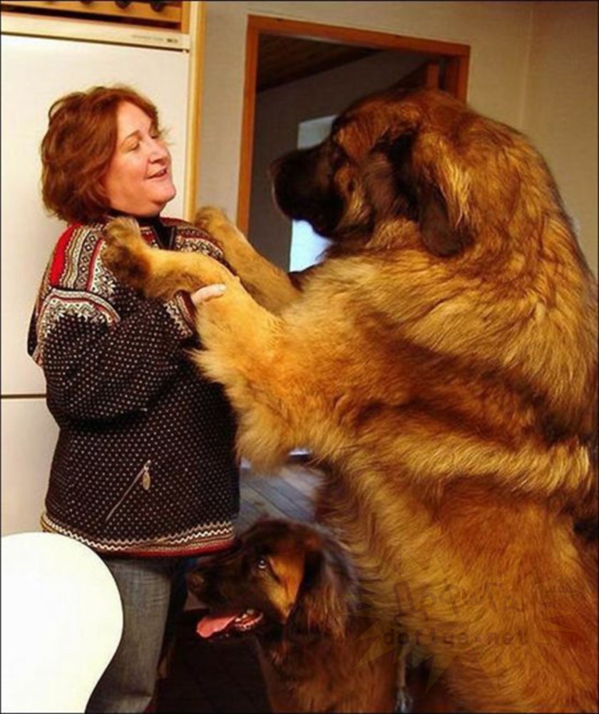 Самые большие собаки в мире фото собаки
