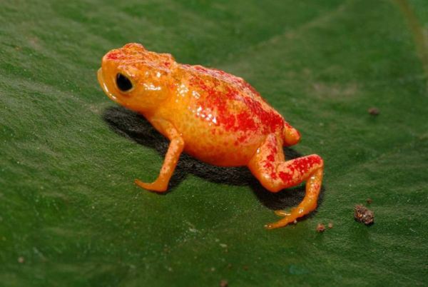 Оранжевая жаба