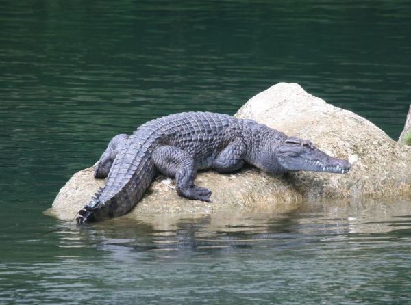 Филиппинский крокодил