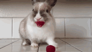 Кролик лакомится малиной 