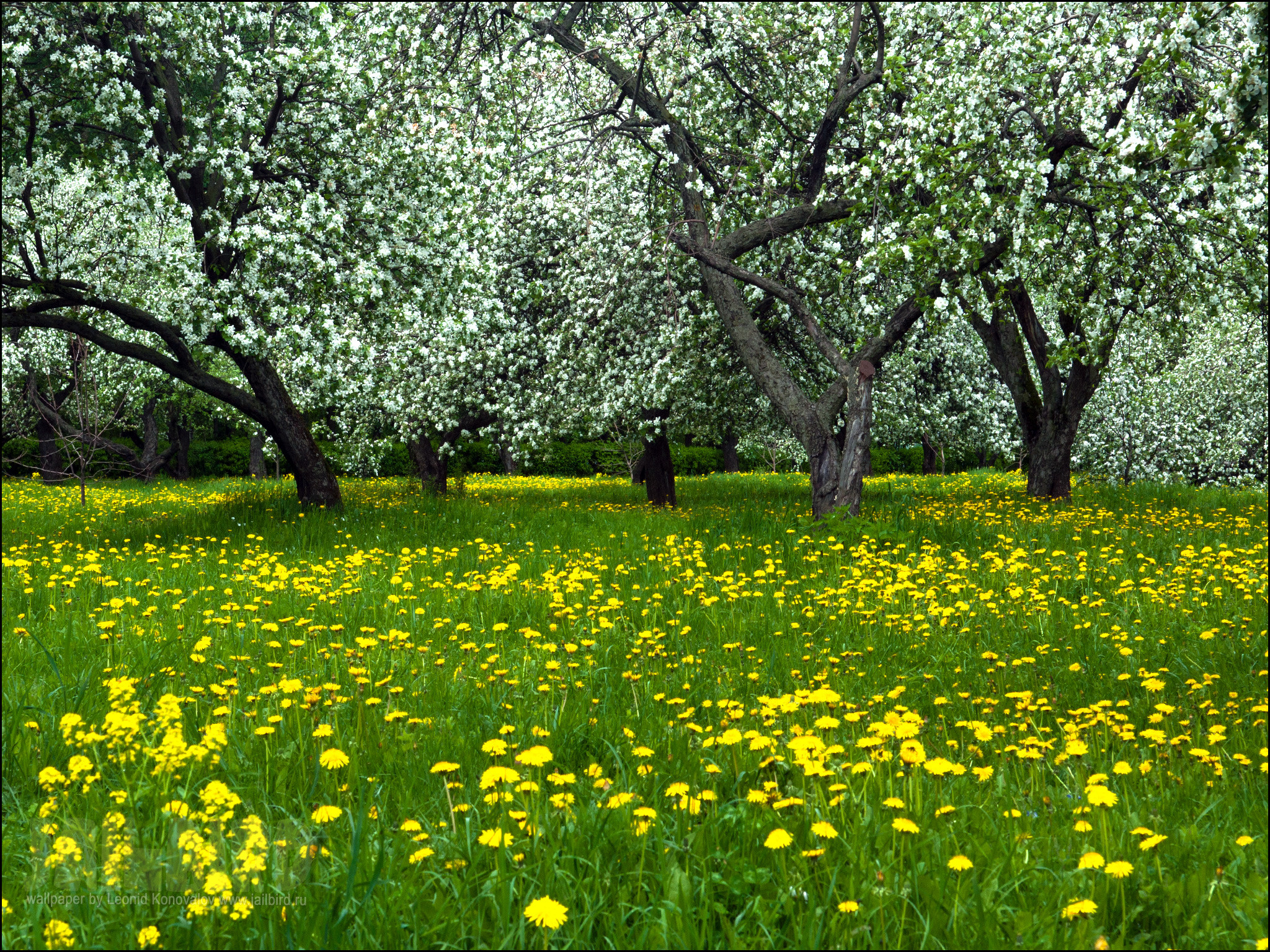 Картинка май природа. Яблоневый сад Малоярославец. Майский Цветущий Яблоневый сад. Цветущий Яблоневый сад весной. Природа весной.