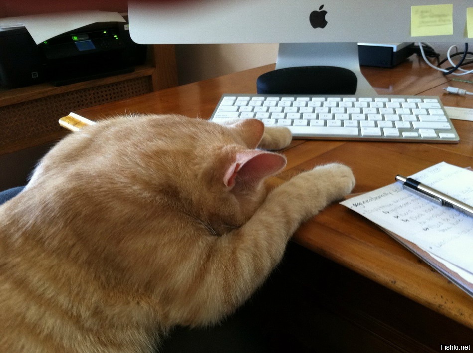 Конец рабочего понедельника. Кот на работе. Котик устал на работе. Котейка в работе. Сонный кот на работе.