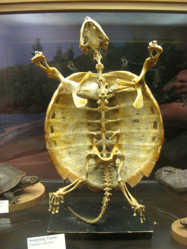 Чи може черепаха жити без панциря?