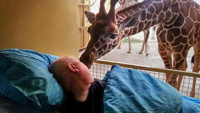 12. Последним желанием работника зоопарка больного раком, было попрощаться с животными