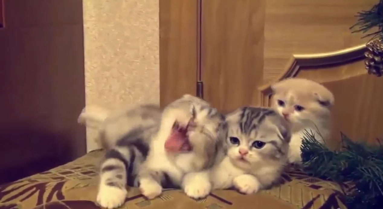 Видеоролики про котят. Смешные ролики про котят. Милые забавные котята. Ролики с котятами смешные для детей.